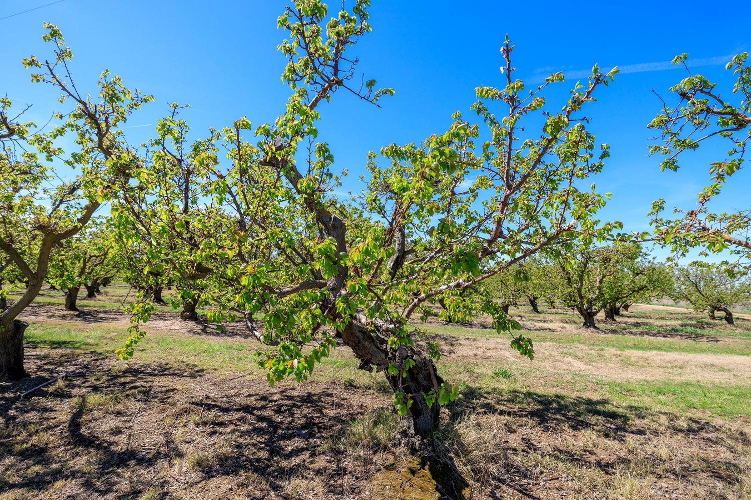 0 West Hamilton Road Westley, CA 95387 - Photo 8 of 22 a view of a yard with plants