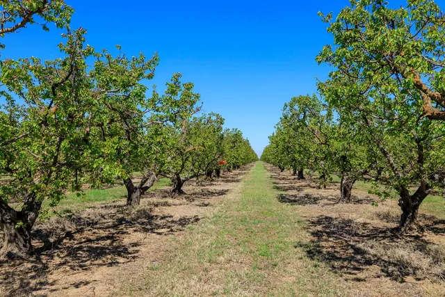 a view of a tree in a yard