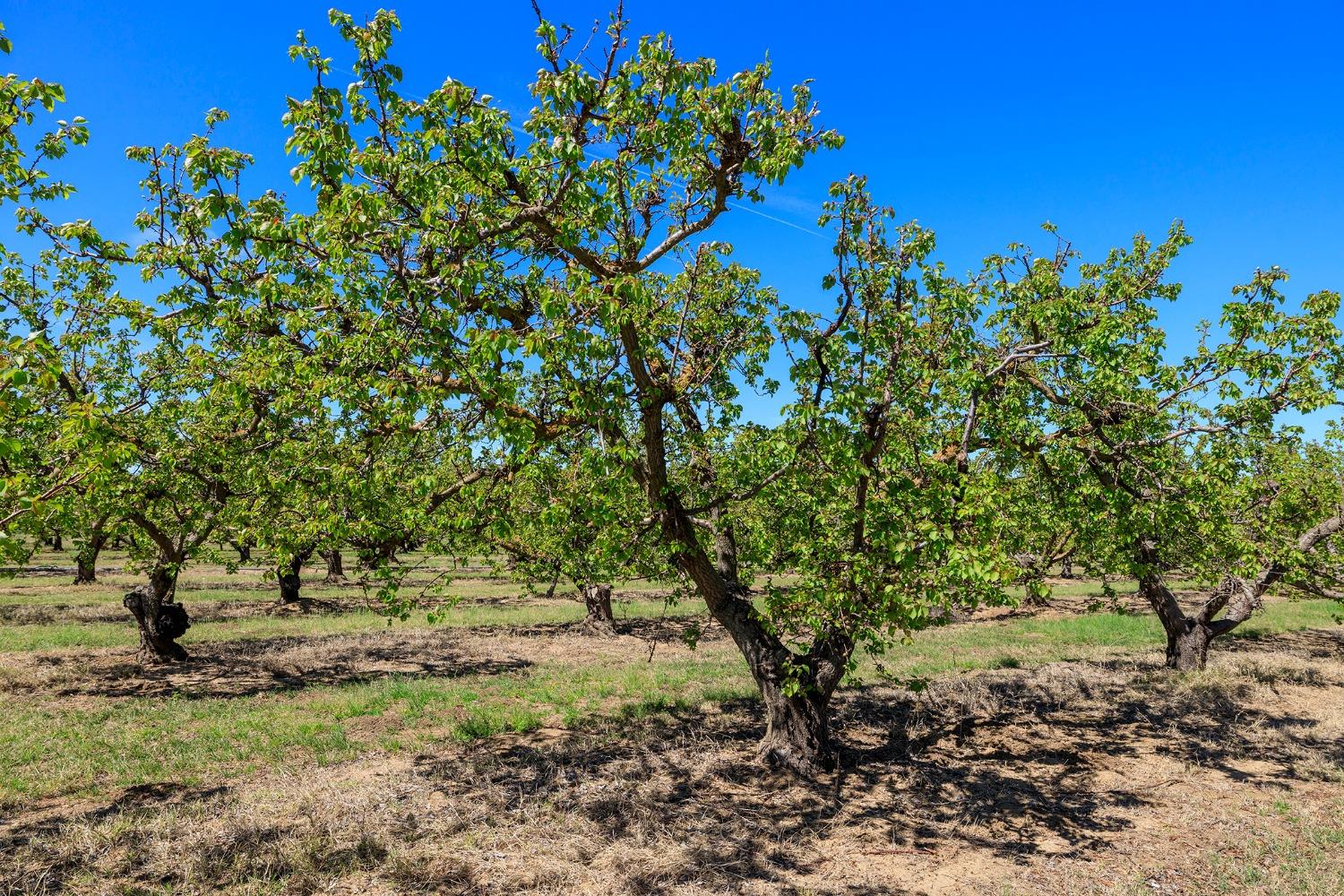 0 West Hamilton Road Westley, CA 95387 - Photo 10 of 22 a view of a tree in a yard