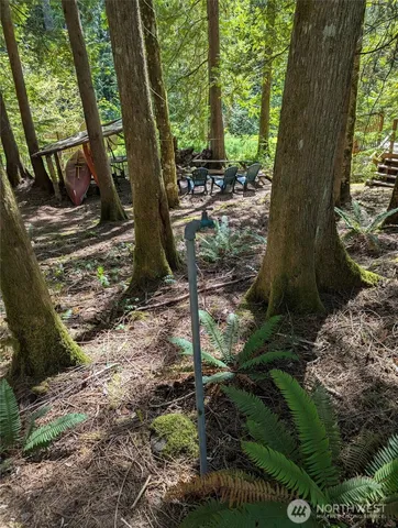 a view of a trees and yard in back