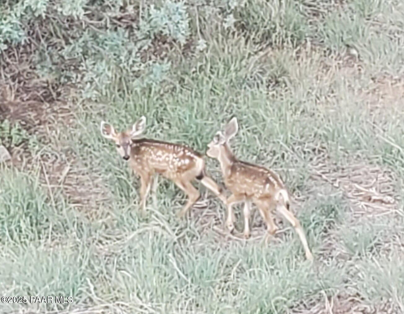 1515 North Happy Valley Road Prescott, AZ 86305 - Photo 78 of 89 A few friendly neighbors!