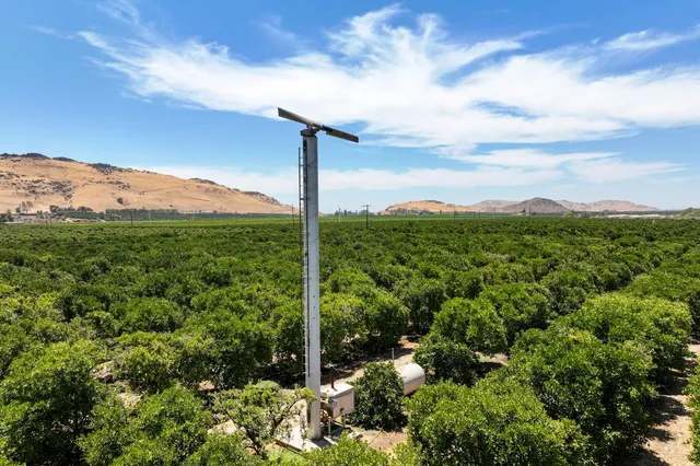 a view of a garden with a tree in a back yard
