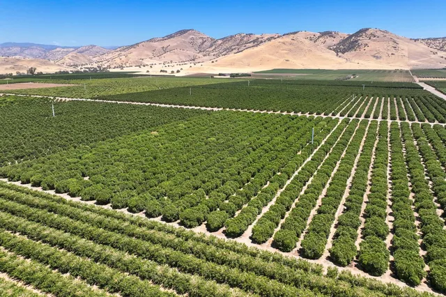 a view of a yard with an ocean