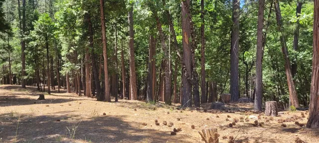 a view of large space with large trees