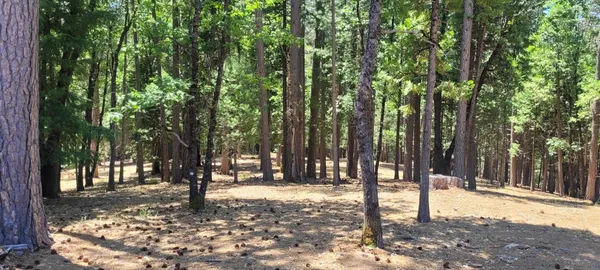 a street view of trees
