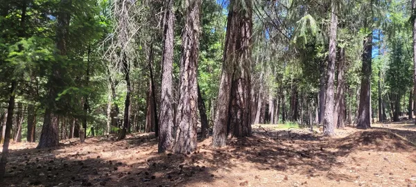 a backyard of a house with large trees