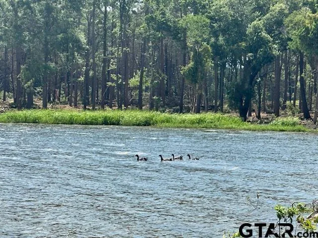 a view of a yard with large trees