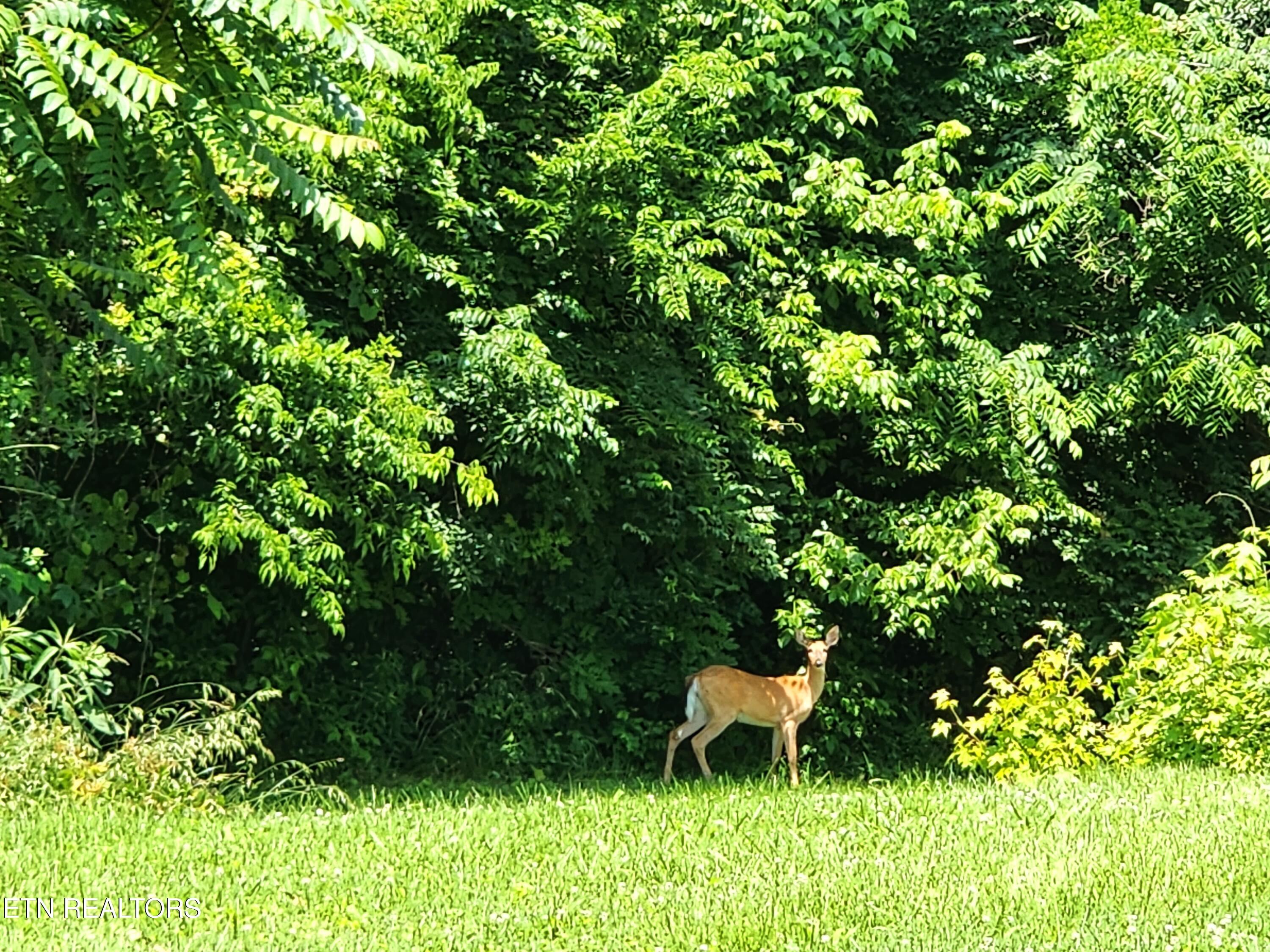 261 Harding Road Harriman, TN 37748 - Photo 3 of 28 20250602_142758
