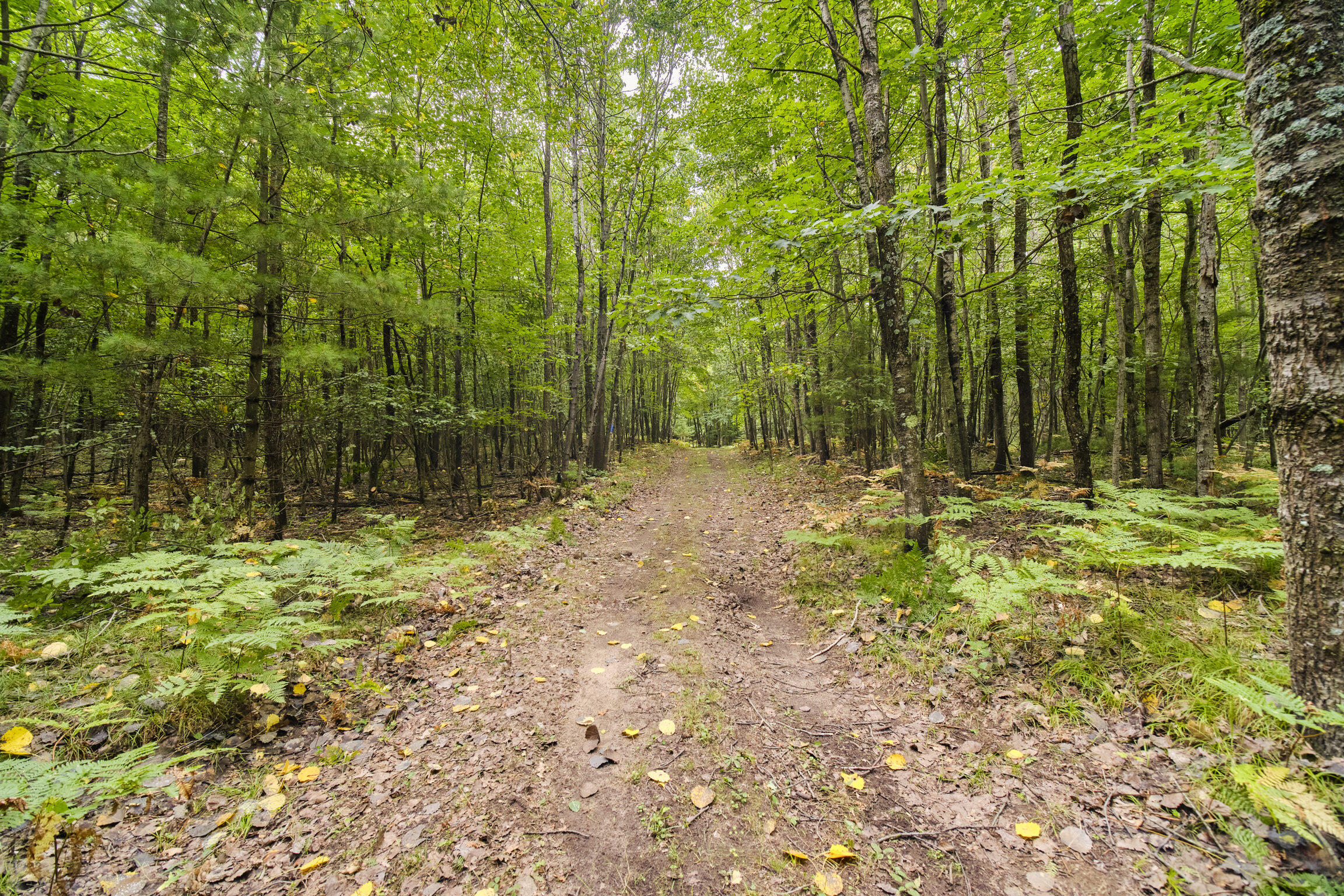 8089 Hunter Ridge Trail Copemish, MI 49625 - Photo 40 of 61 8089 Hunter's Ridge