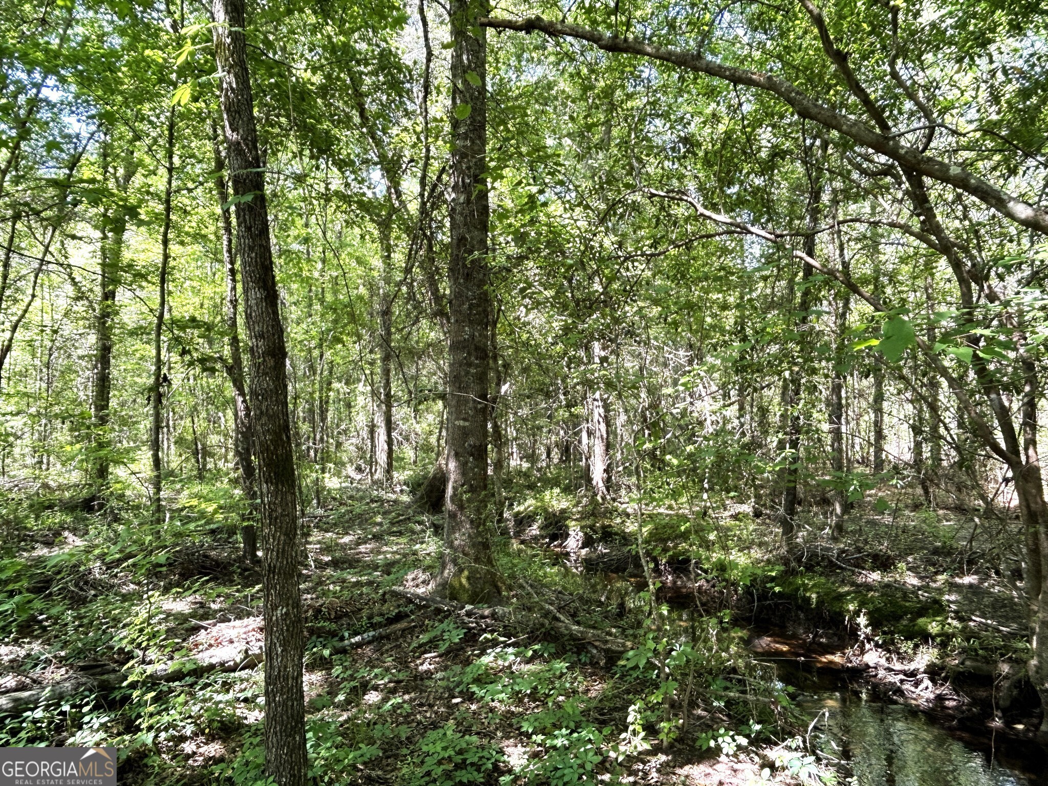 0 Dewey Thomas Road, Unit LOT 6 Dexter, GA 31019 - Photo 12 of 15 a view of forest