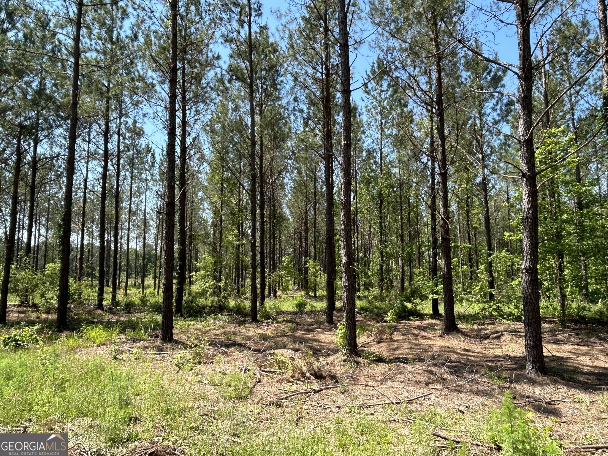 0 Dewey Thomas Road, Unit LOT 6 Dexter, GA 31019 - Photo 5 of 15 a backyard of a house with lots of trees