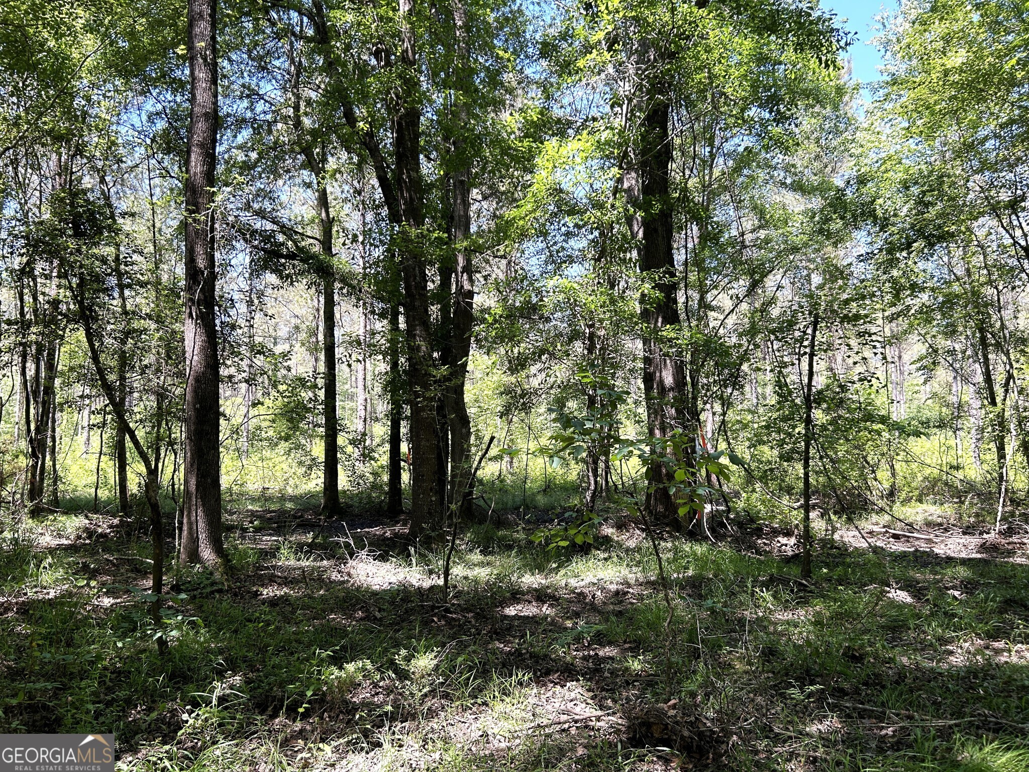 0 Dewey Thomas Road, Unit LOT 6 Dexter, GA 31019 - Photo 8 of 15 a view of outdoor space and trees