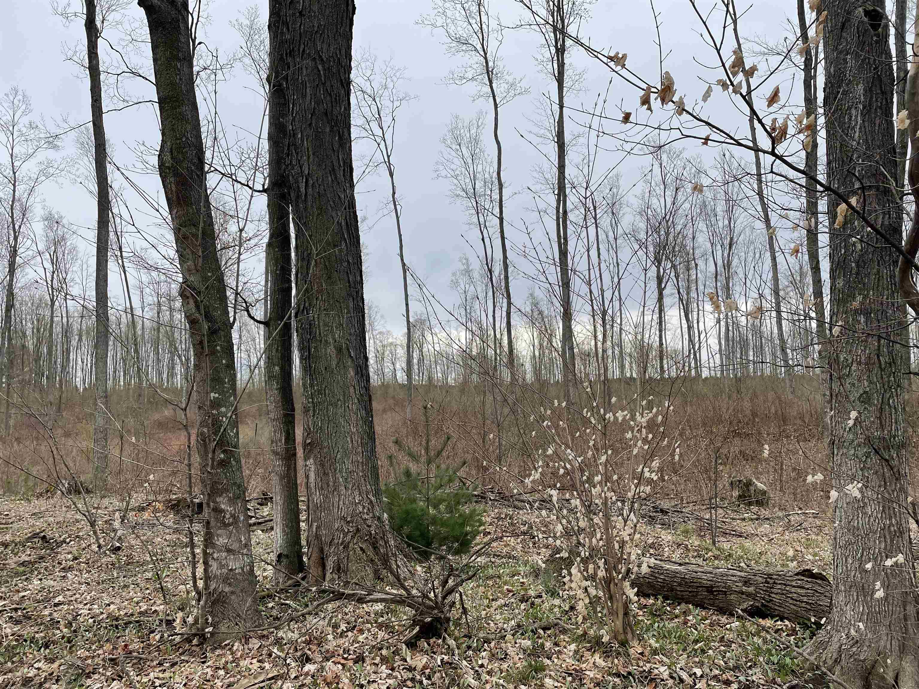 K Summit City Road, Unit LOT: K Kingsley, MI 49649 - Photo 25 of 40