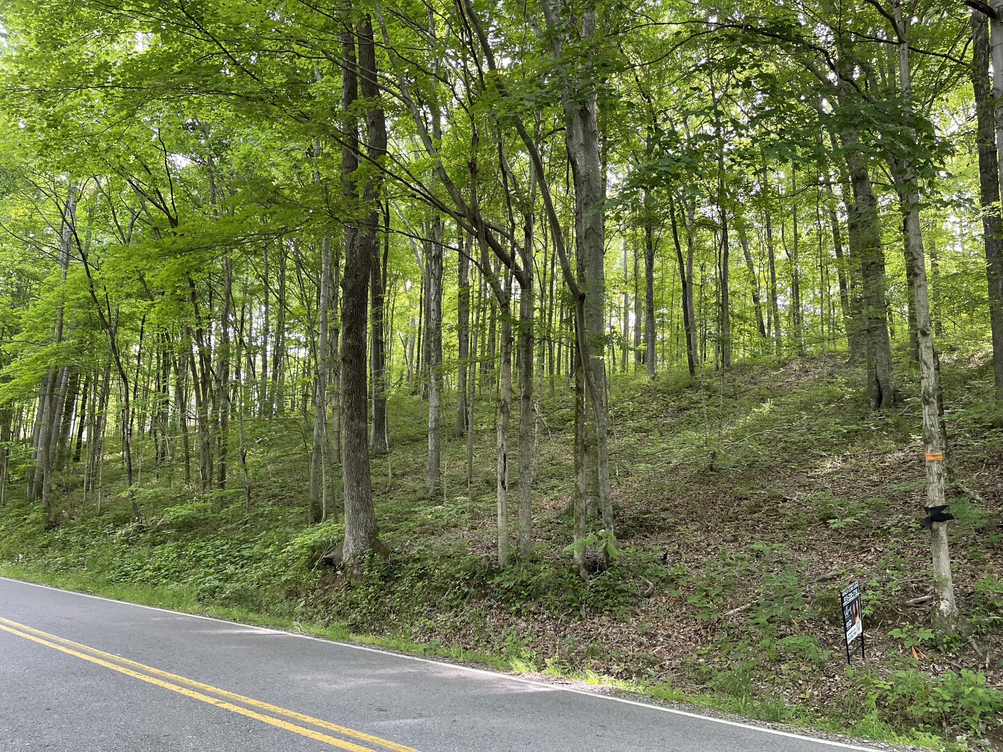 1284 Rogues Fork Road Bethpage, TN 37022 - Photo 3 of 4 a view of a forest from a window