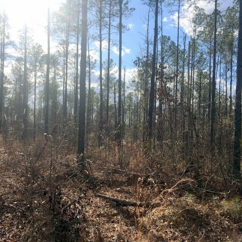 754-628 Dixon Road Musella, GA 31066 - Photo 22 of 22