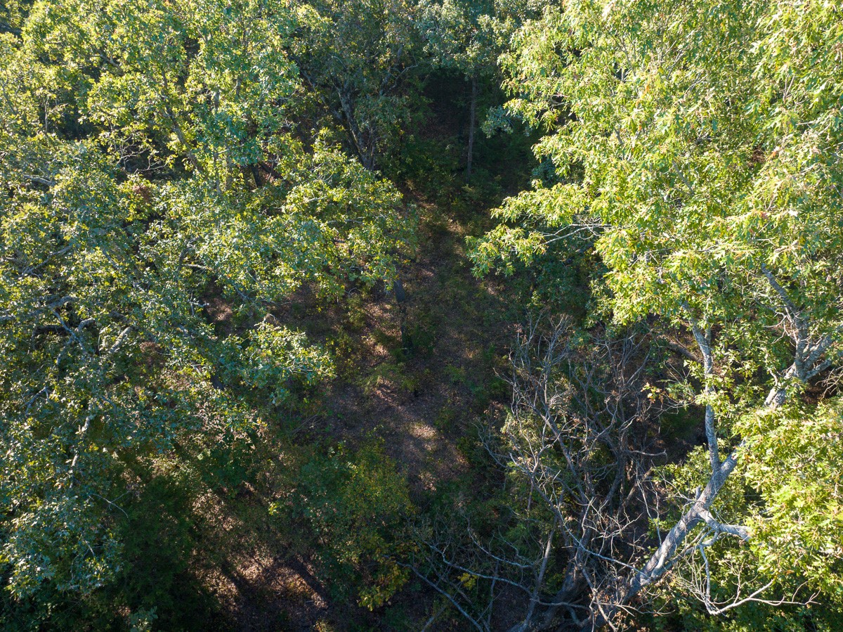1 County Road 2600 Mount Pleasant, TX 75455 - Photo 6 of 6 a view of a tree in a yard