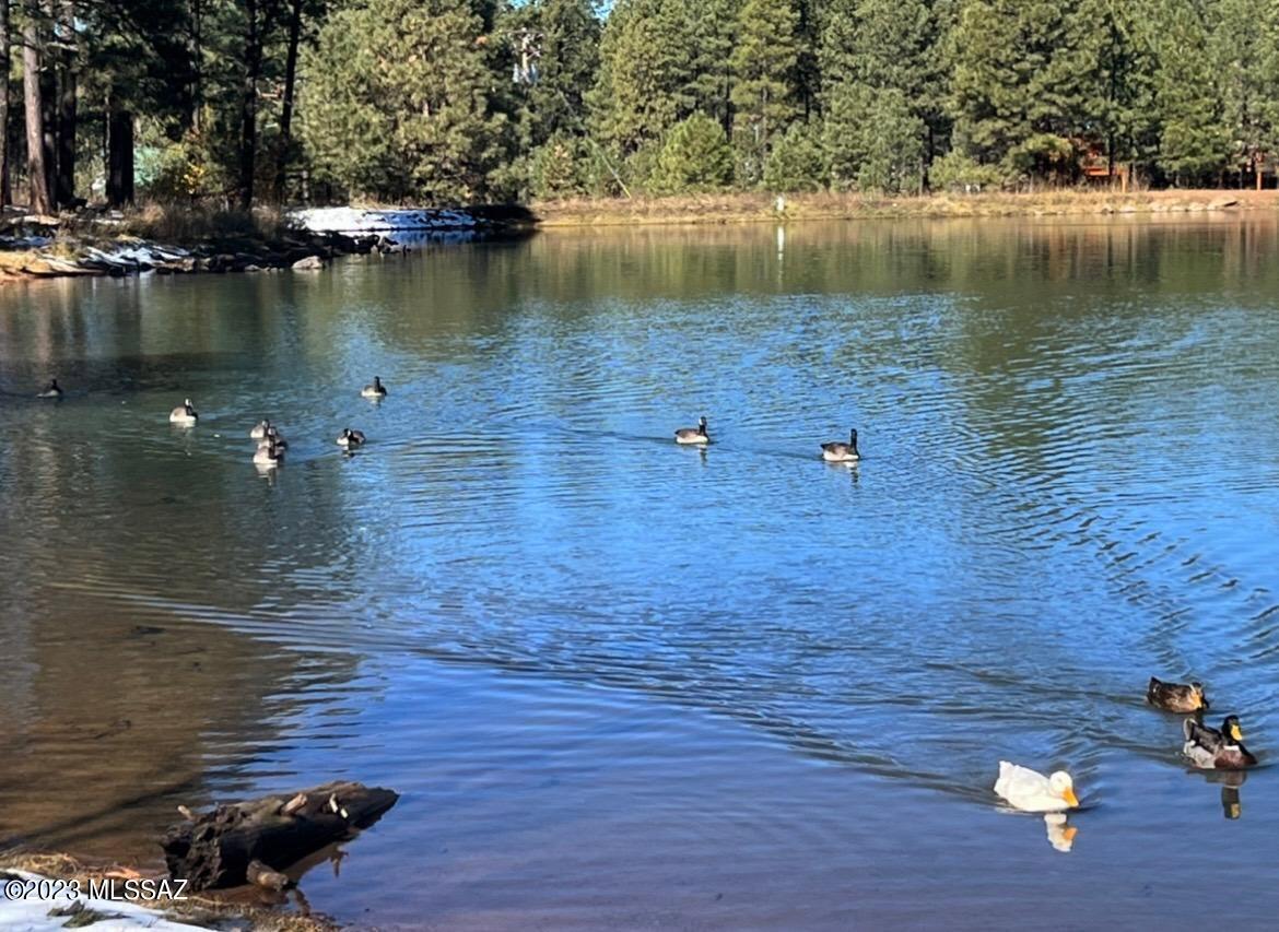 8207 Buck Springs Road Pinetop, AZ 85935 - Photo 27 of 29 Gallery Image 27