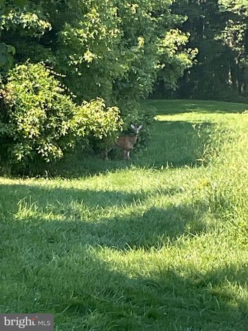 a view of a garden with a tree
