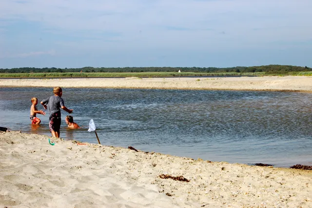 a view of a yard with large trees