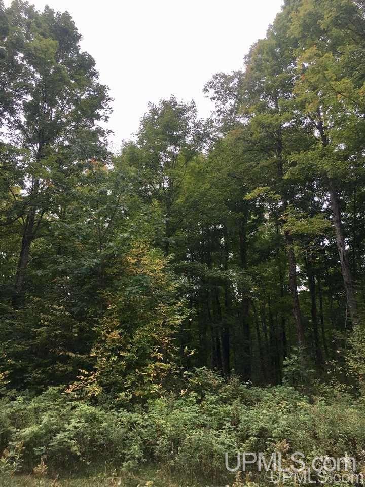 N9245 Bush Lake Road Sagola, MI 49881 - Photo 3 of 6