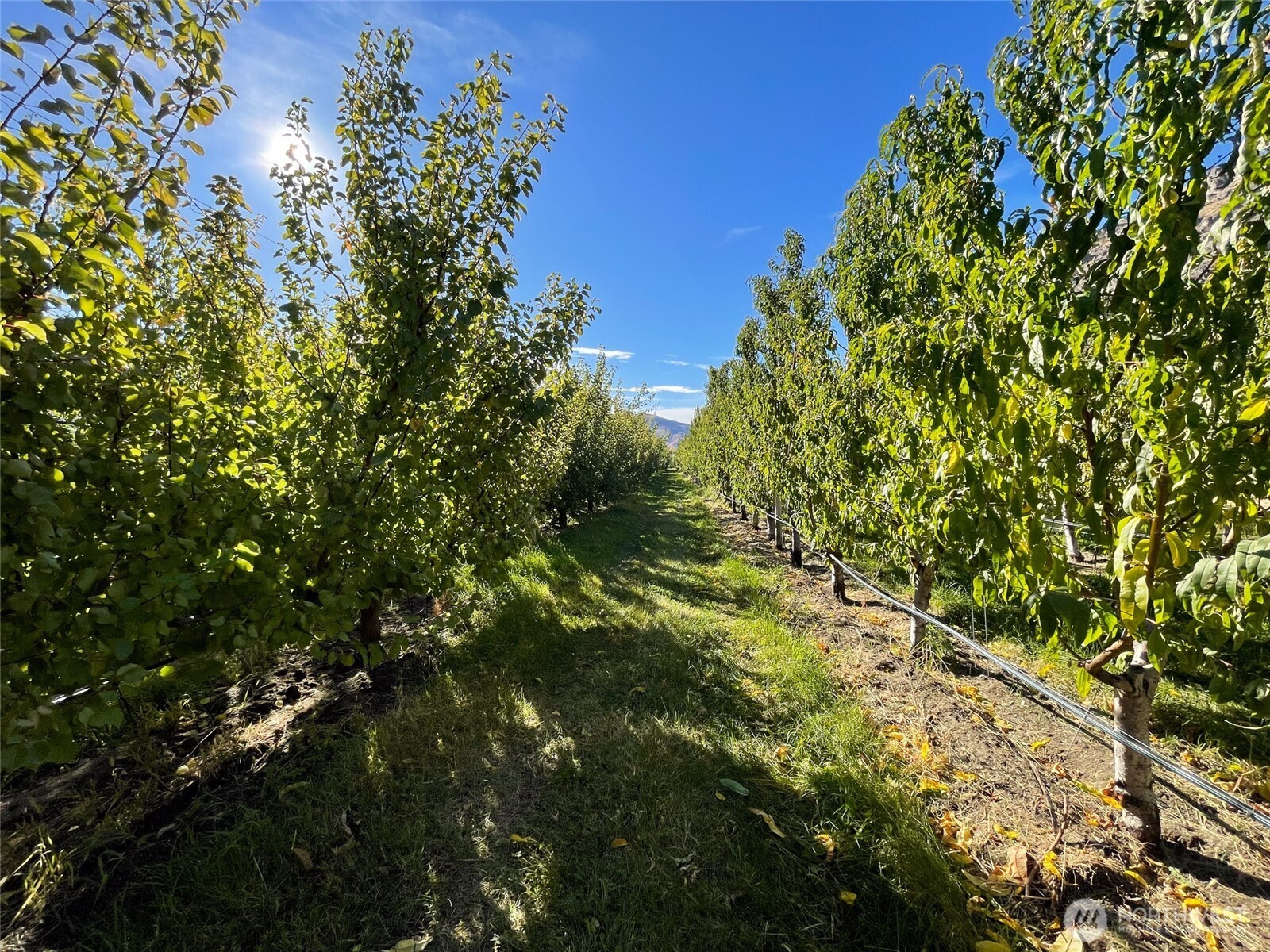 263 Oliver Lane Chelan, WA 98816 - Photo 12 of 39