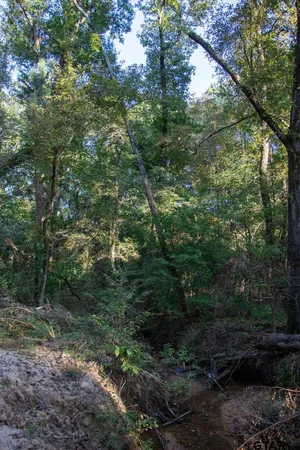 a view of a forest filled with trees
