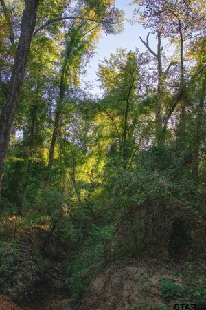 a view of a yard with large trees