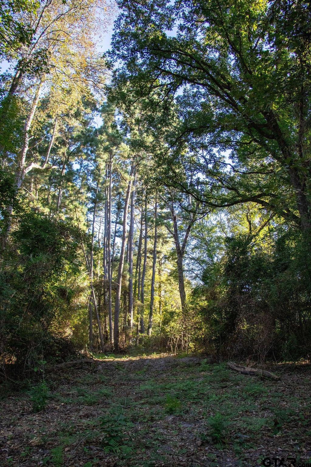11503 C R 168 Tyler, TX 75703 - Photo 5 of 13 a view of yard