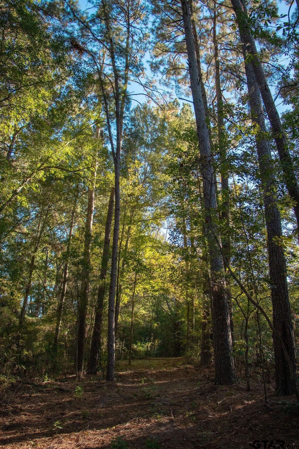 11503 C R 168 Tyler, TX 75703 - Photo 7 of 13 a view of a forest