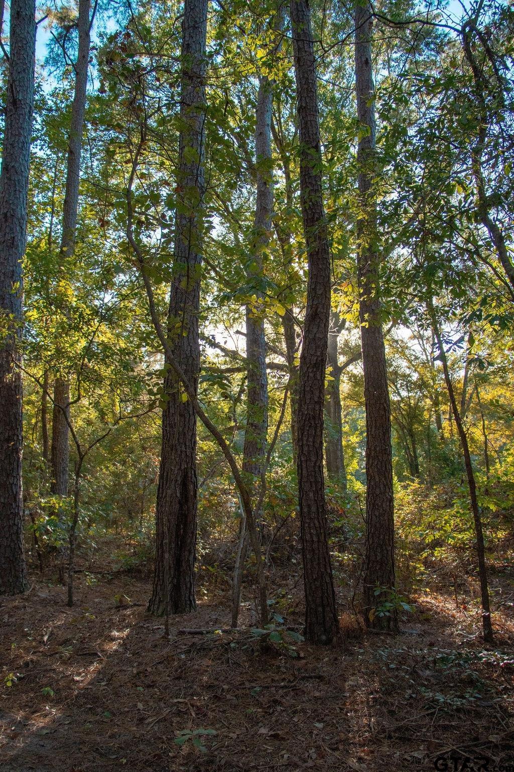 11503 C R 168 Tyler, TX 75703 - Photo 8 of 13 a view of outdoor space and yard