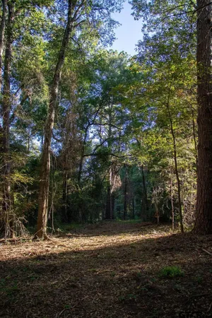 a view of a yard with a tree