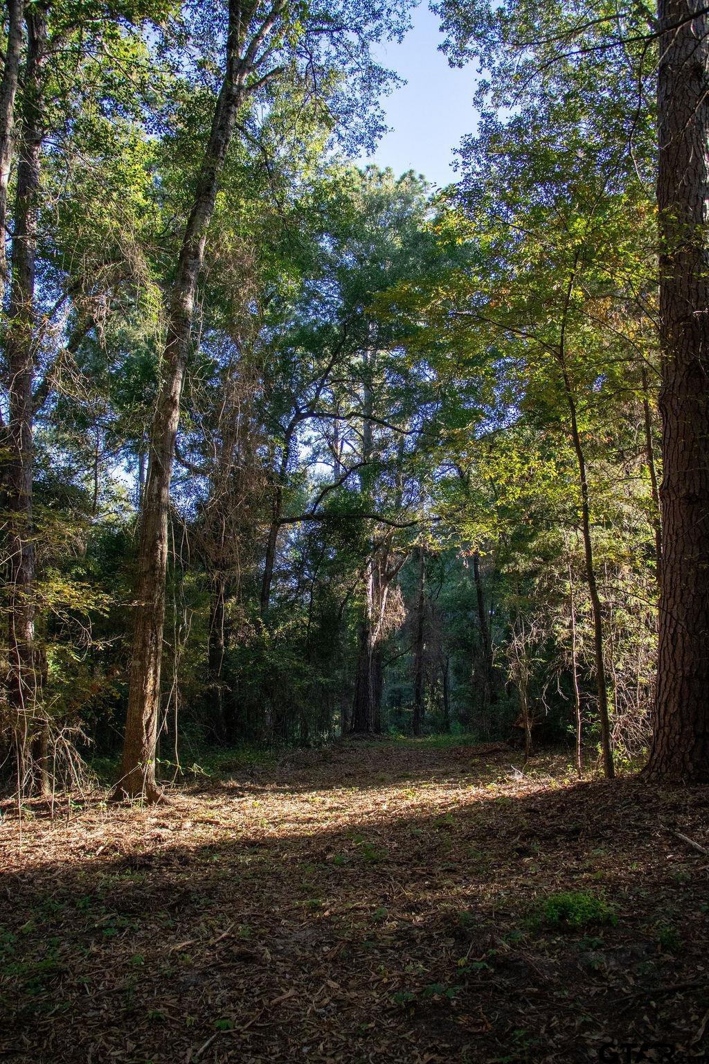 11503 C R 168 Tyler, TX 75703 - Photo 9 of 13 a view of a yard with a tree