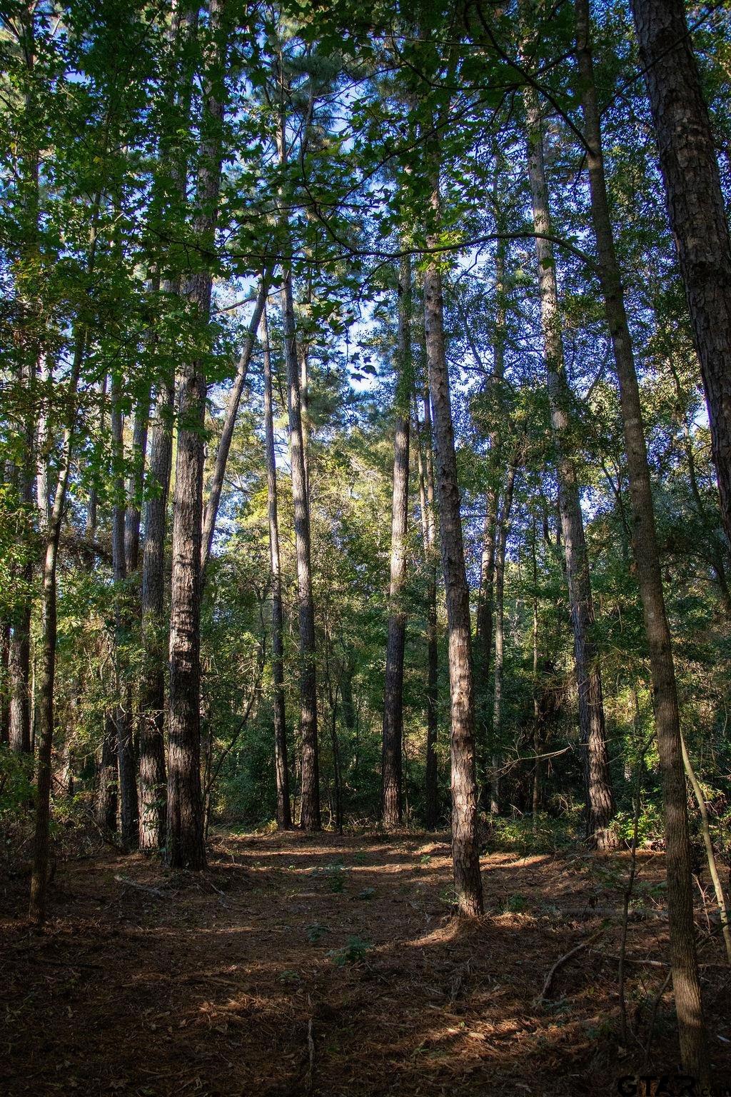 11503 C R 168 Tyler, TX 75703 - Photo 10 of 13 a backyard of a house with lots of green space