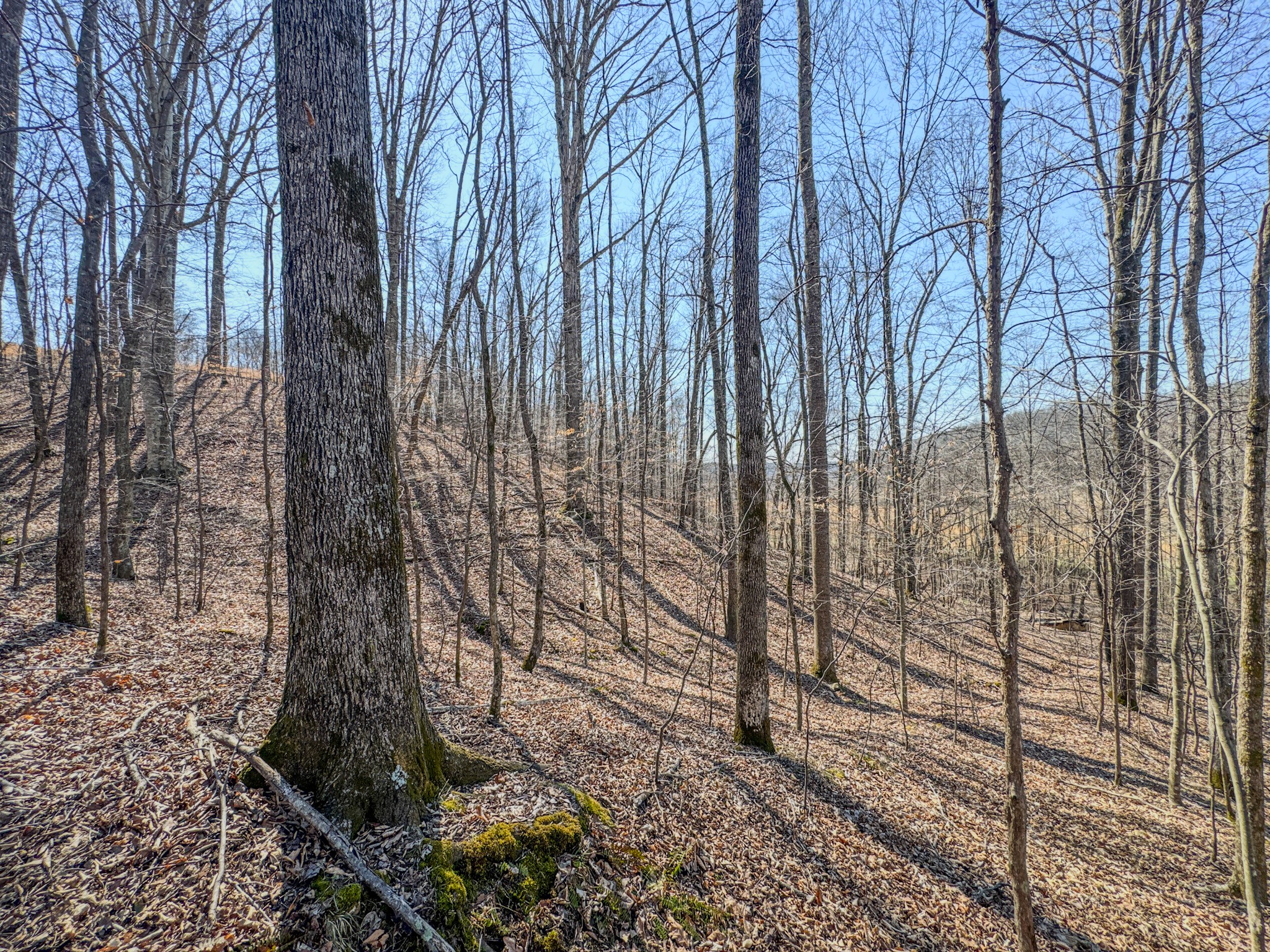 375 Roanoke Creek Road Collinwood, TN 38450 - Photo 36 of 37