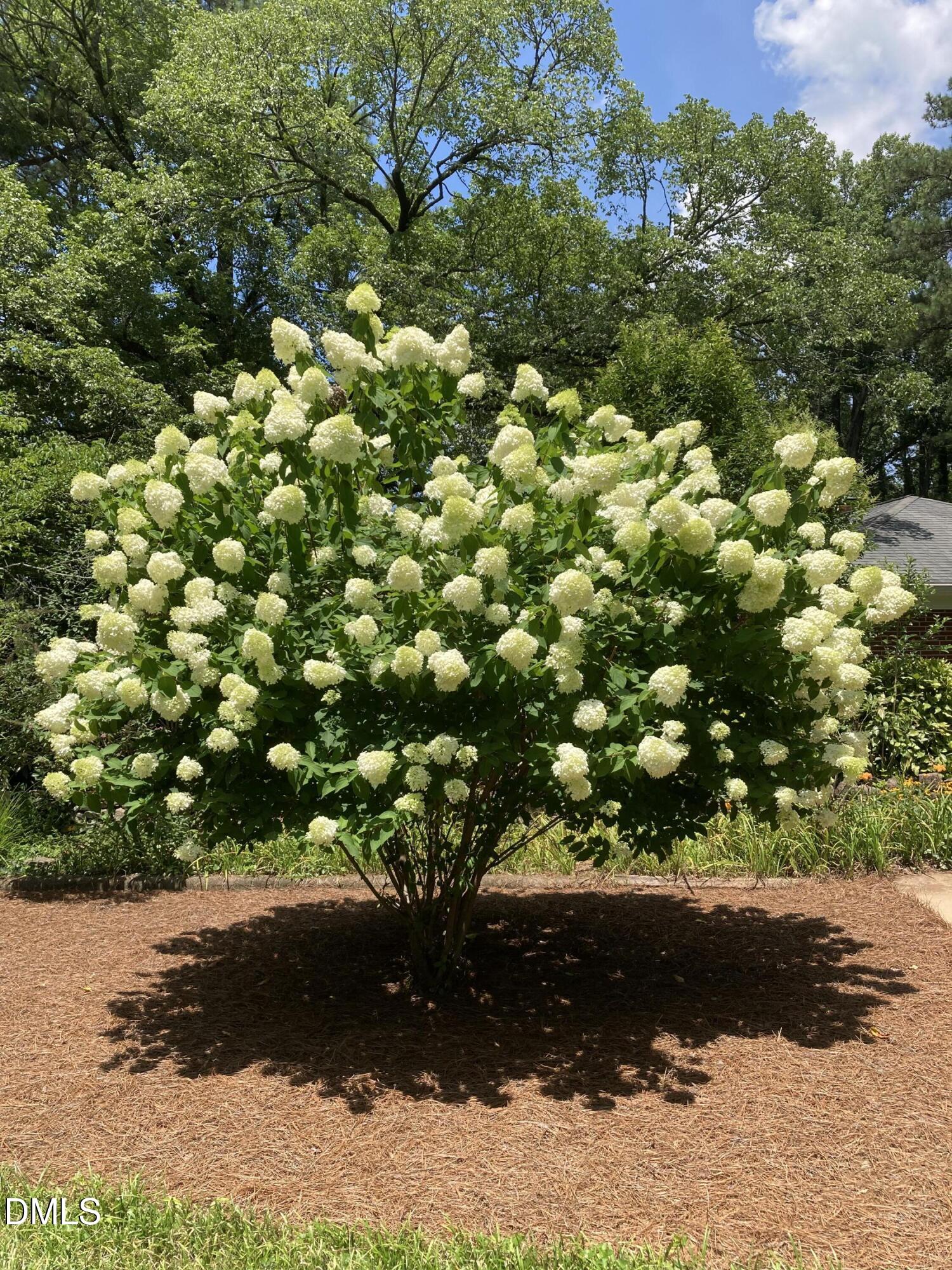 2064 Oxford Road Henderson, NC 27536 - Photo 67 of 68 a view of a tree