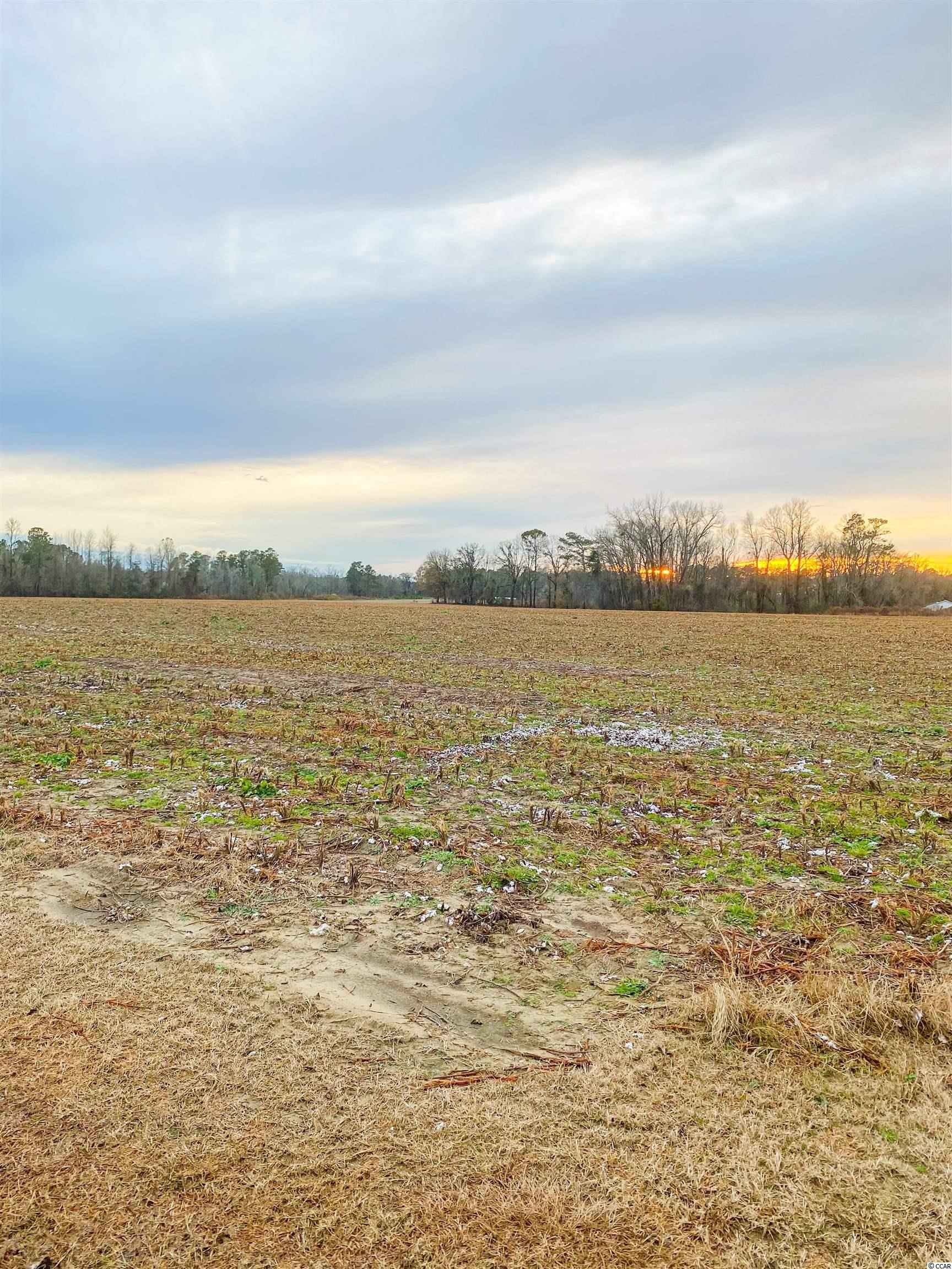 481 Brunson Spring Road Galivants Ferry, SC 29544 - Photo 6 of 9 Gallery Image 6