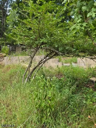 a view of a lush green forest with lawn chairs and plants