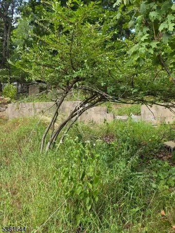 a view of a lush green forest with lawn chairs and plants