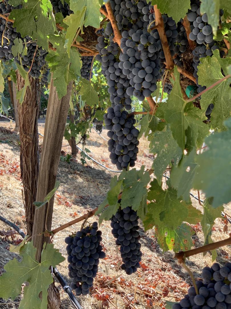 25220 Quail Ridge Road Los Gatos, CA 95033 - Photo 91 of 94