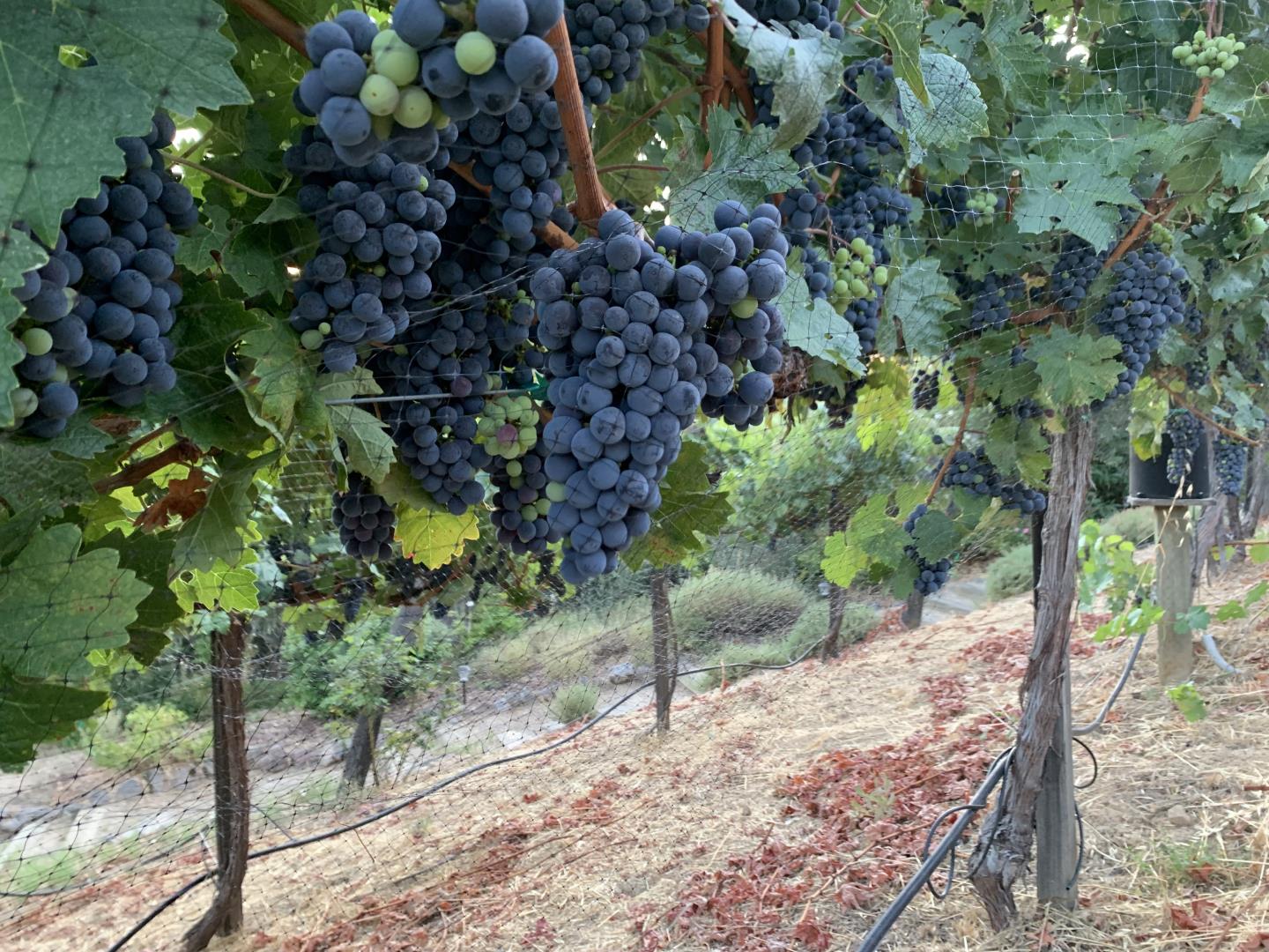 25220 Quail Ridge Road Los Gatos, CA 95033 - Photo 92 of 94