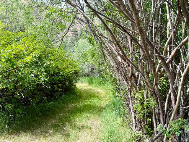 1133 Paris Canyon Road Paris, ID 83261 - Photo 56 of 75 Grassy pathways surrounded by dense green foliage and mature deciduous trees flow through the property
