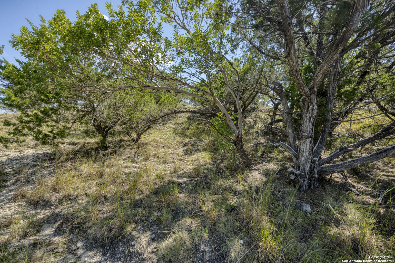 305 Spanish Pass Road Boerne, TX 78006 - Photo 48 of 105 a view of a yard with a tree