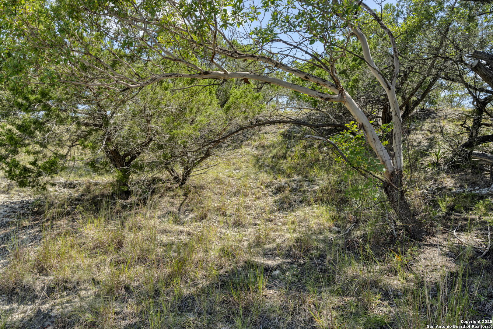 305 Spanish Pass Road Boerne, TX 78006 - Photo 50 of 105 a view of a tree