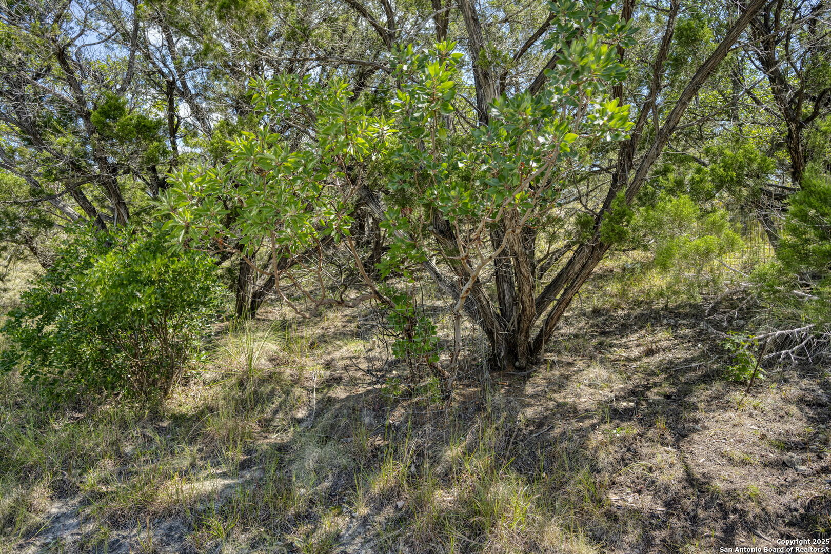 305 Spanish Pass Road Boerne, TX 78006 - Photo 50 of 105 a view of a tree in a yard