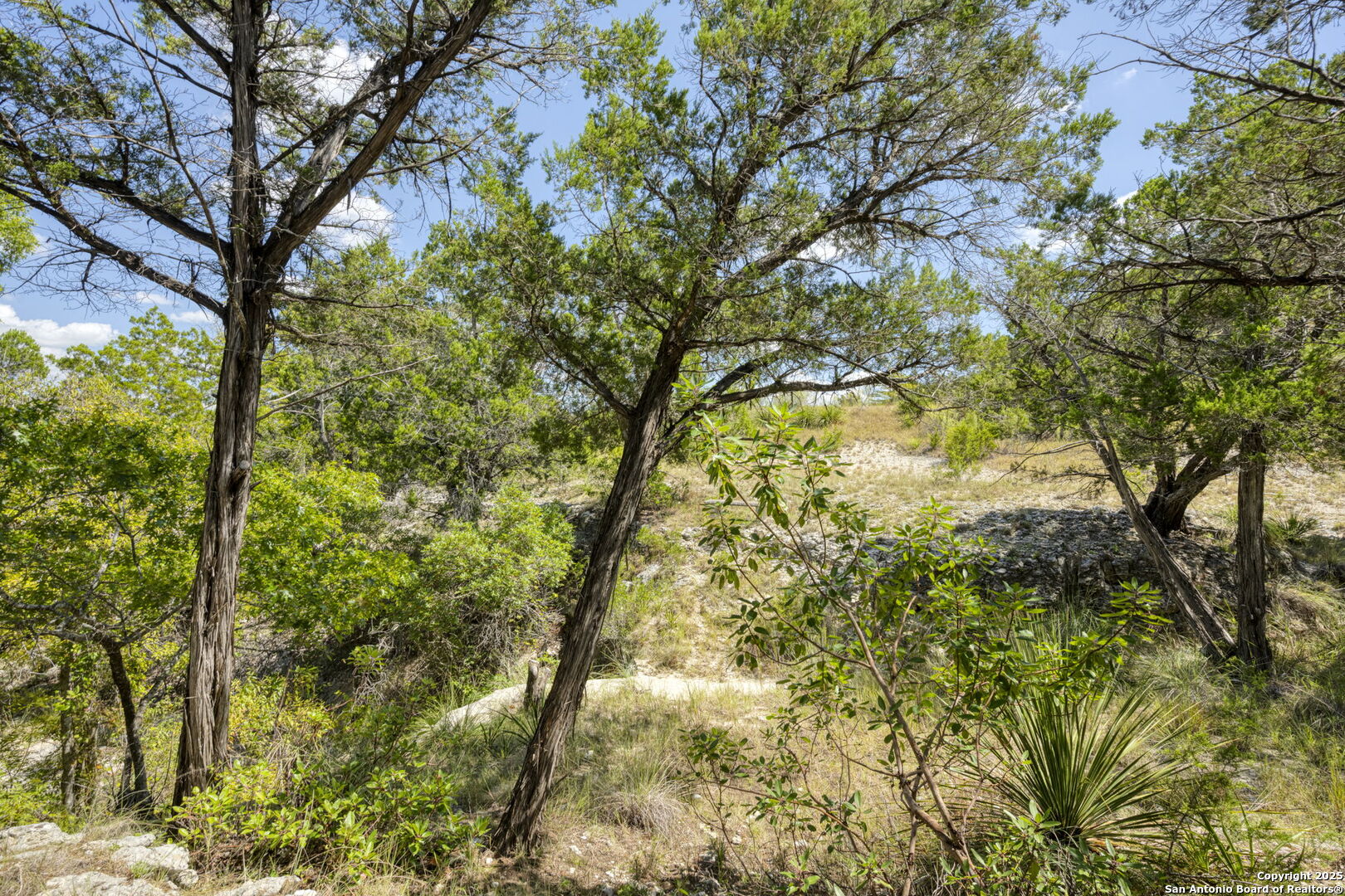 305 Spanish Pass Road Boerne, TX 78006 - Photo 56 of 105 a view of a tree in a yard