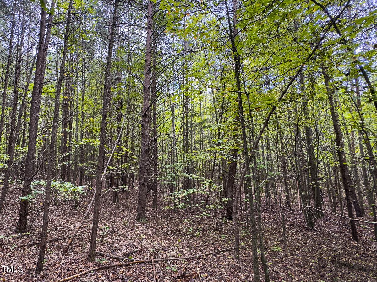 Lot-8-00 Wilson Road Providence, NC 27315 - Photo 36 of 45 Caswell Co. NC 16.55-Backwoods-Lot 8-36