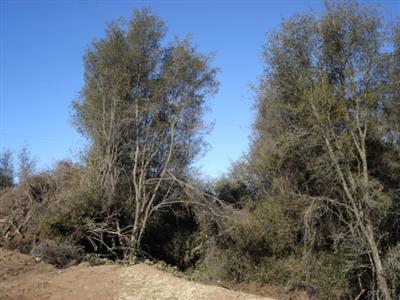 0 Chuckwagon Road Squaw Valley, CA 93675 - Photo 3 of 5 Gallery Image 3