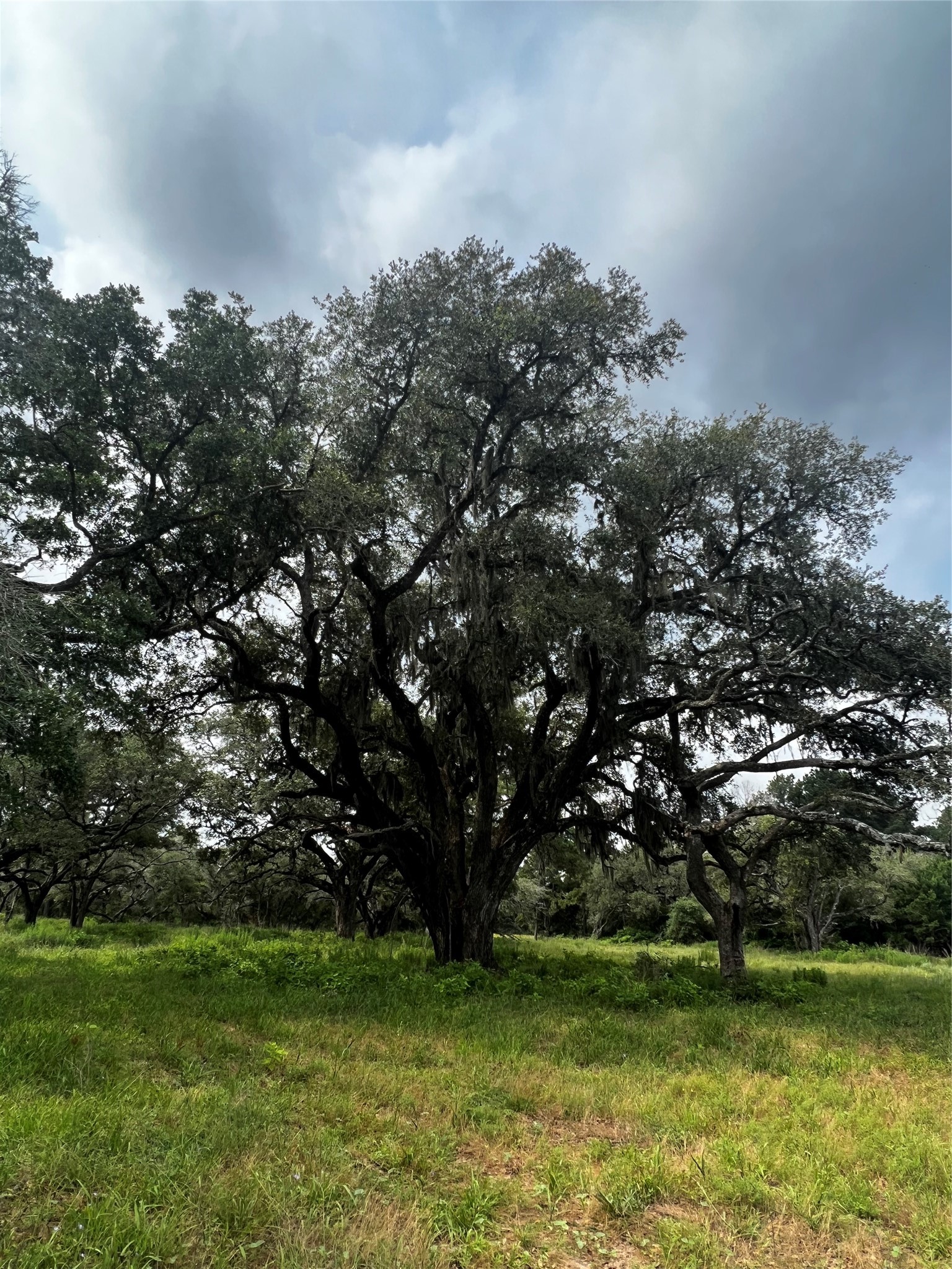 215 Cr 215 Road Weimar, TX 78962 - Photo 9 of 10 a view of a trees in a yard