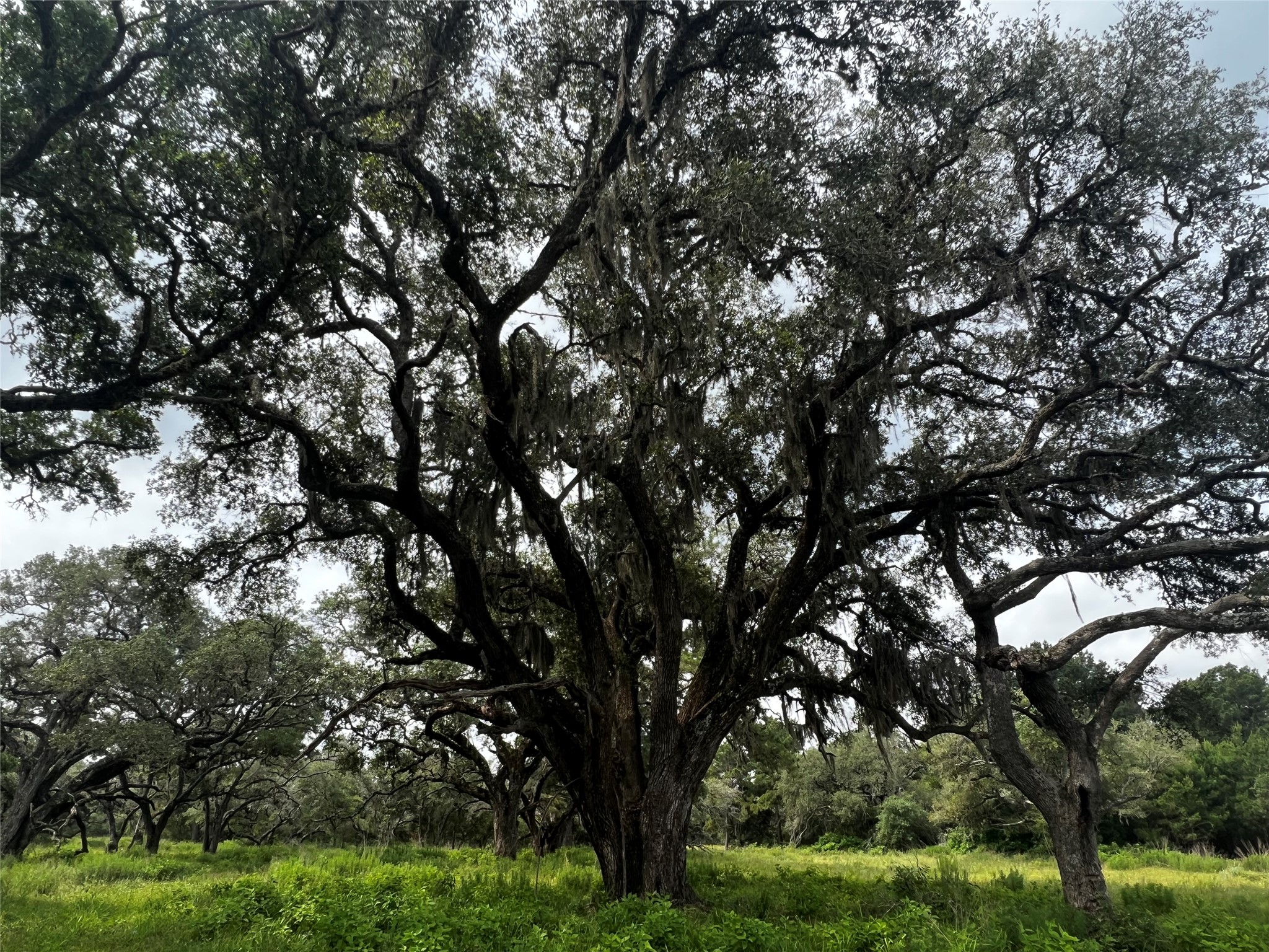 215 Cr 215 Road Weimar, TX 78962 - Photo 10 of 10 a view of tree