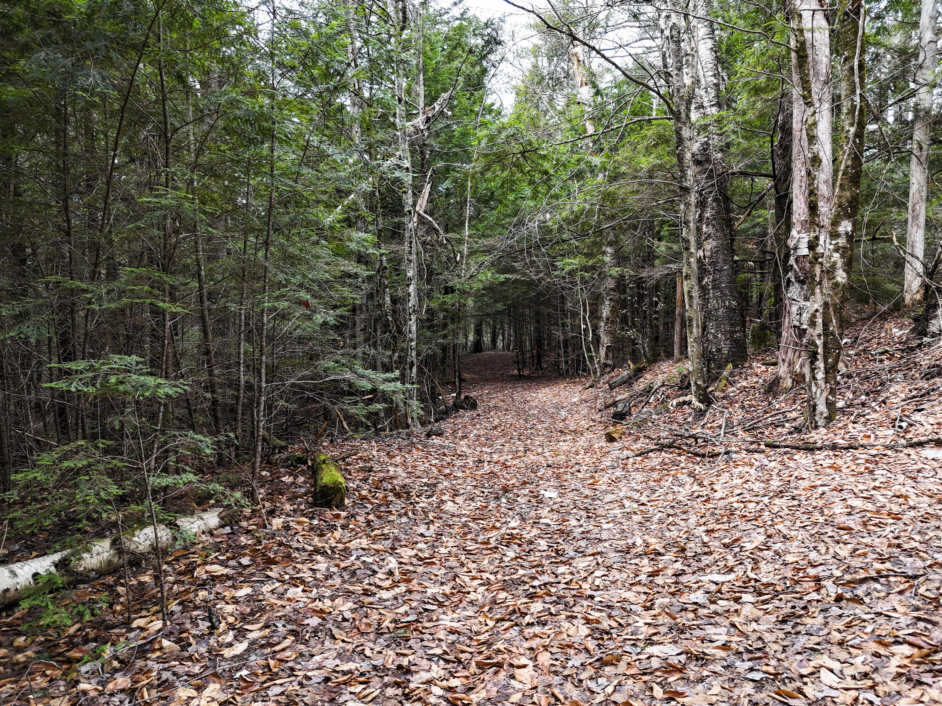 55 Salmon Road Madison, ME 04950 - Photo 6 of 17 Property is on both sides of the path